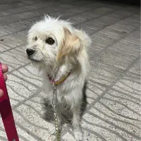 فروش یا معامله سگ شیتزو|سگ|سیرجان, |دیوار