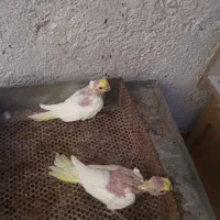 عروس هلندی جوجه