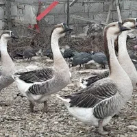 قوغاز اکراینی اصل|حیوانات مزرعه|ساری, |دیوار