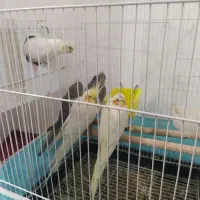 2 جفت عروس هلندی|پرنده|محمدیه-قزوین, |دیوار