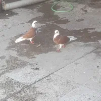 کبوتر شازده