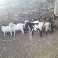 بزغاله چاغ