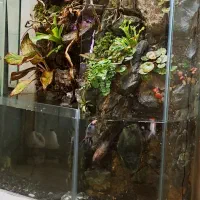 پالوداریوم