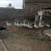 فروش قاز و بوقلمون|حیوانات مزرعه|خلیفان, |دیوار