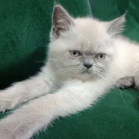 گربه هیمالین
