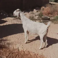 خوزستان هندیجان|حیوانات مزرعه|هندیجان, |دیوار