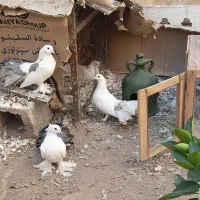 کبوتر|پرنده|سیرجان, |دیوار