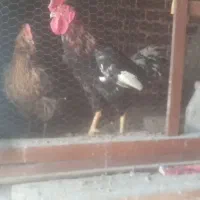 خروس لاری دو گه بامرغ عربی