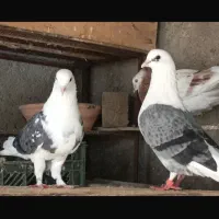 دزدیده شده|حیوانات|بندرعباس, |دیوار