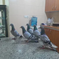 پرنده پلاکی