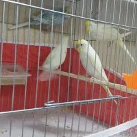 فروش دان ولوازم پرندگان عزیزی|پرنده|مهاباد (آذربایجان غربی), |دیوار