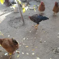 ۳ مرغ تخم گذارسالم وسرحال ویک خروس لاری|حیوانات مزرعه|بناب, |دیوار