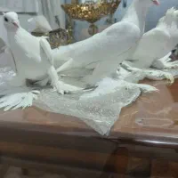 کفتر پاپر|پرنده|تبریز, |دیوار