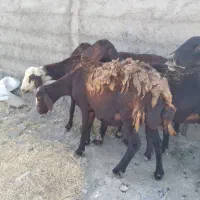 داشتی درجه یک
