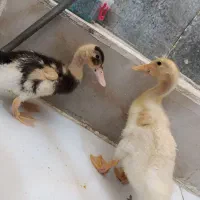 دو عدد اردک نر و ماده