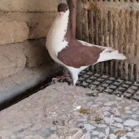 کبوتر نر چپ سرخ