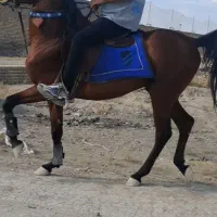 یک رس اسب کهر سواری دار