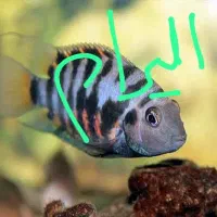 ماهی سیچلاید گوره خری