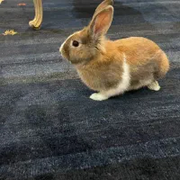 خرگوش نر فروشی