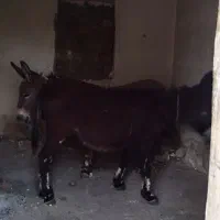 الاغ نر|حیوانات مزرعه|شیراز, باباکوهی|دیوار