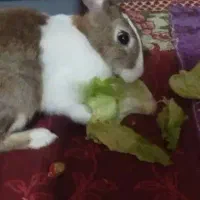 خرگوش اهلی معاوضه با گندم یا ازن