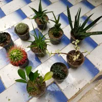 گل و گیاه کاکتوس با تعویض کتاب و دفتر و کاغذ