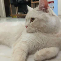 اسکاتیش فولد و بریتیش