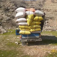 پخش کاه گندموکاه جو دیم سفید نرم ریز.پیک رایگان|حیوانات مزرعه|مسجد سلیمان, |دیوار