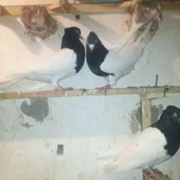 کله سیا|پرنده|کرمان, |دیوار