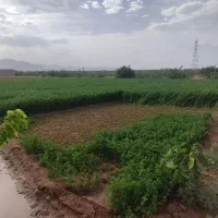 یونجه تازه کرمان جاده تهران