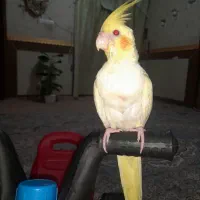 گمشده