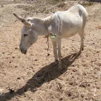 الاغ ماده و نر|حیوانات مزرعه|آبگرم, |دیوار