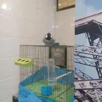 طوطی، نیمه دستی