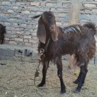 نری چاق سرحال|حیوانات مزرعه|جیرفت, |دیوار