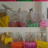 خریدار عروس تخم،جوجه دونخور بالغ شما فروشی هم دارم|پرنده|لاهیجان, لیالستان|دیوار