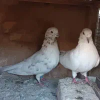 کفتر خال پیس|پرنده|ری, شهرک نظامی|دیوار