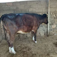 گاو هلشتان