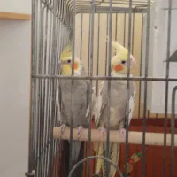 جفت عروس هلندی سینامون|پرنده|باقرشهر, |دیوار