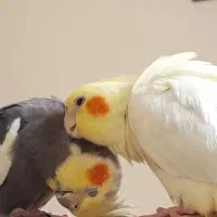 عروس هلندی رام