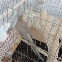 عروس هلندی نر نیمه دستی درشت ۴۵۰