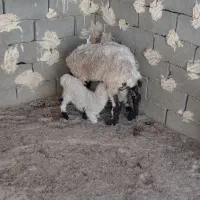 گوسفند جملی جوان بادوبره نر|حیوانات مزرعه|زابل, |دیوار