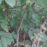 فروش نهال گردو کاغذی|گل و گیاه طبیعی|سراب, |دیوار