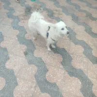 واگذاری ساموید