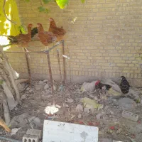 مرغ و کبوتر فروش فوری