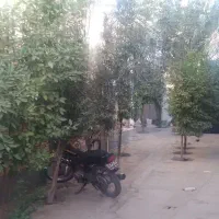 سوئیت اجاره  ای