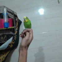 مرغ عشق رام