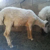 بره نر فروشی
