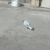 هفت رنگ دم‌سفید کلای ماده