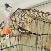 عروس هلندی|پرنده|هندیجان, |دیوار