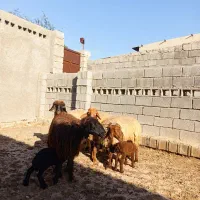 چهار عدد میش فروشی|حیوانات مزرعه|برازجان, |دیوار